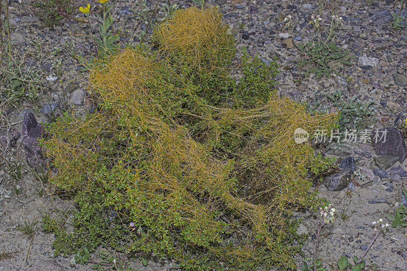 菟丝子(Cuscuta denticulata)，沙漠菟丝子或小齿菟丝子，是一种薄的，黄色到橙色的，一年生寄生藤本植物，是晨花家族的一种，发现于加州死亡谷国家公园。Convulvulaceae。